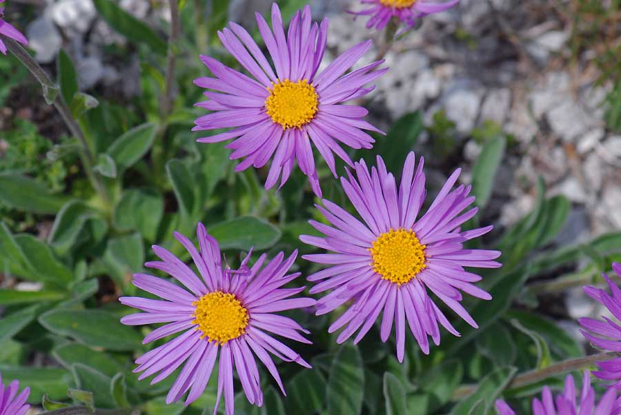 Aster alpinus / Astro alpino